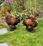 Cochin haantjes GRATIS, Dieren en Toebehoren, Mannelijk, Kip