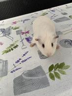 2 cavia’s, Cavia, Februari, Vrouwelijk, Tam