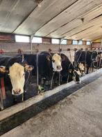 Angus  x hereford drachtige koeien runderen, Animaux & Accessoires, Bovins, Femelle, 7 à 10 ans