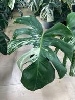 Monstera Deliciosa Albo Variegata, Huis en Inrichting, Kamerplanten, Ophalen