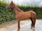 Talentvolle 4-jarige ruin, Springpaard, Gechipt, Ruin, Zadelmak