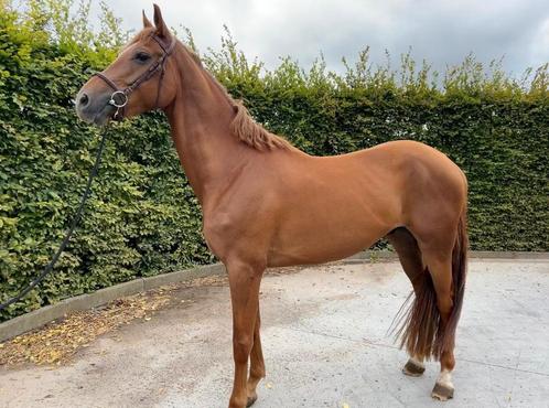 Talentvolle 4-jarige ruin, Dieren en Toebehoren, Paarden, Ruin, Zadelmak, 3 tot 6 jaar, Springpaard, Met stamboom, Gechipt, Ontwormd