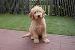 Prachtige medium Goldendoodle pups, Dieren en Toebehoren, België, Overige rassen, CDV (hondenziekte), 8 tot 15 weken