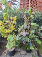 Druivenplanten, Tuin en Terras, Ophalen, In pot