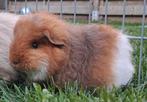 Super mooi lief zeugje. Ch teddy, Dieren en Toebehoren, Cavia, April, Vrouwelijk, Tam