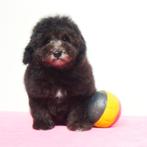 Maltipoo (teefjes) - Belgische pups te koop, Dieren en Toebehoren, CDV (hondenziekte), Meerdere, Teef, 8 tot 15 weken