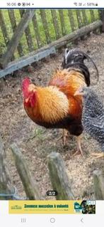 Volwassen haan gezocht, Dieren en Toebehoren, Pluimvee