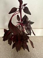 Iresine herbstii plant, Huis en Inrichting, Ophalen