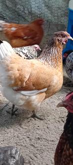 Kippen, Dieren en Toebehoren, Meerdere dieren, Kip