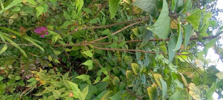 Planten aralia, pindakaas boom etc, Jardin & Terrasse, Plantes | Jardin, Plante fixe, Autres espèces, Plein soleil, Été, Enlèvement