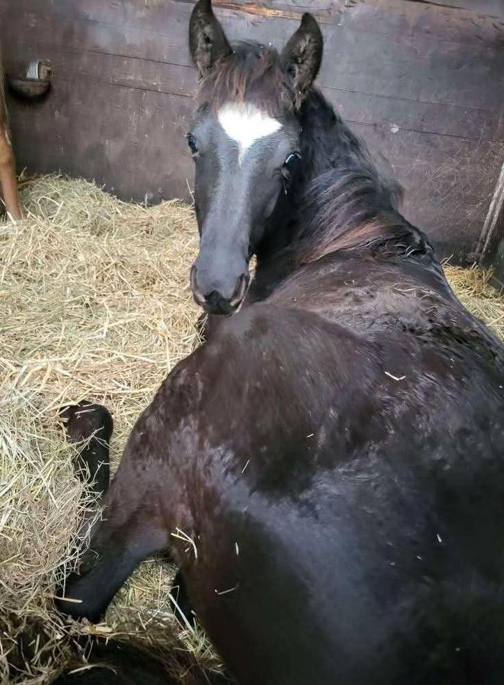 Jolie pouliche, Animaux & Accessoires, Poneys, Jument, Ne s'applique pas, Poney D (1.37 m à 1.48m), Poney de récréation, 0 à 2 ans