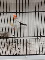 Agaat witkeel putter pop 2025, Dieren en Toebehoren, Vogels | Kanaries