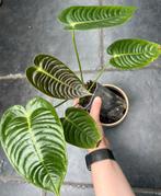 Anthurium Veitchii, Ophalen of Verzenden