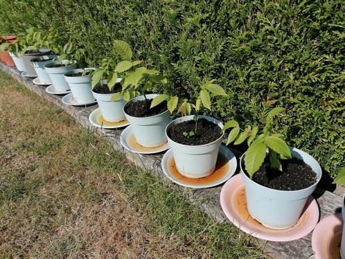 Jeunes Pousses de Noyer, Tuin en Terras, Planten | Tuinplanten, Zomer, Ophalen