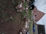 Barbrieeenden, Dieren en Toebehoren, Meerdere dieren, Eend