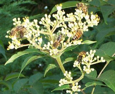 Tetradium Daniellii-echte bijenboom-struik of boomvorm !!, Tuin en Terras, Planten | Tuinplanten, Ophalen