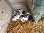 Jonge Konijnen, Dieren en Toebehoren, Konijnen
