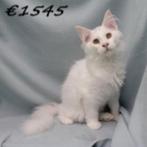 Maine Coon - Prachtige kittens te koop, Dieren en Toebehoren, Meerdere dieren, Gechipt, 0 tot 2 jaar