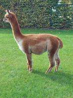 Alpaca hengst medium fawn, Dieren en Toebehoren, September, Mannelijk