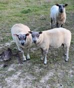 schapen, Dieren en Toebehoren, Schapen, Geiten en Varkens, Mannelijk, Schaap, 0 tot 2 jaar