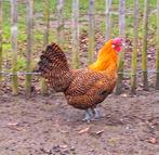 Goudbrakel hen, Poule ou poulet