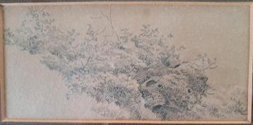 DE COCK Xavier "Gebladerte " potloodtekening  beschikbaar voor biedingen