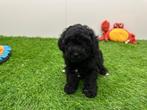 Nestje TOY Poedel pups, Dieren en Toebehoren, Poedel, België, CDV (hondenziekte), 8 tot 15 weken