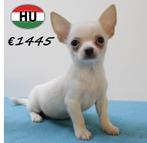 Chihuahua - Kortharige pups te koop, Dieren en Toebehoren, Honden | Chihuahua's en Gezelschapshonden, 15 weken tot 1 jaar, Handelaar