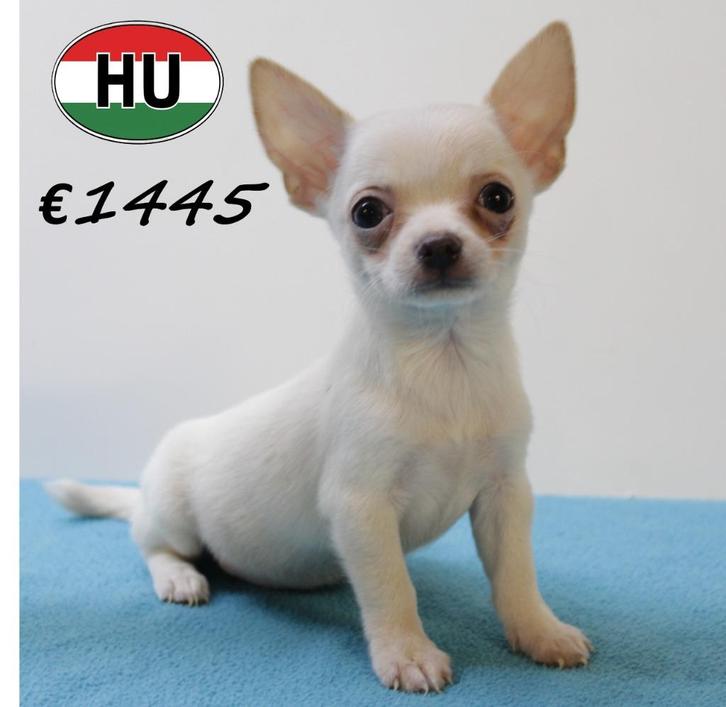 Chihuahua - Kortharige pups te koop, Dieren en Toebehoren, Honden | Chihuahua's en Gezelschapshonden, Meerdere dieren, Chihuahua
