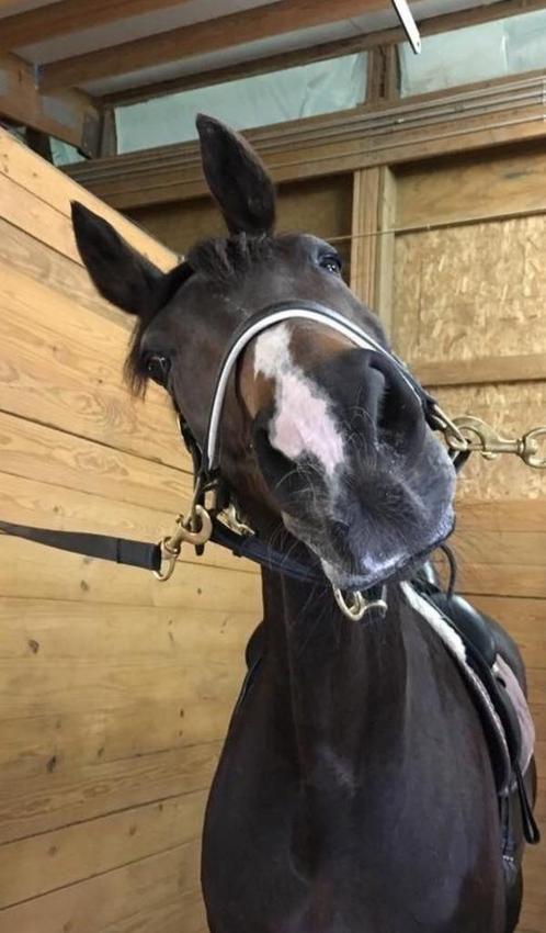 Lease paard gezocht, Dieren en Toebehoren, Paarden en Pony's | Overige Paardenspullen, Springen, Ophalen