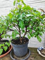 startplant bonsai berk bezemstijl, Tuin en Terras, In pot, Minder dan 100 cm, Lente, Overige soorten