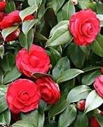 Camelia - Japanse roos 100 cm, Tuin en Terras, Ophalen, Struik