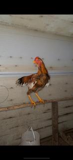 Shamo haan 8 maanden, Dieren en Toebehoren