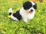 Heel mooi Boomertje, Dieren en Toebehoren, Honden | Niet-rashonden, België, CDV (hondenziekte), 8 tot 15 weken, Meerdere