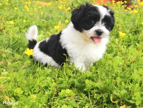 Heel mooi Boomertje, Dieren en Toebehoren, Honden | Niet-rashonden, Klein, Meerdere dieren, Fokker | Professioneel, Meerdere, België