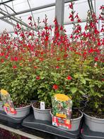 Salvia microphylla ‘Hot Lips’ P17, Tuin en Terras, Ophalen, Zomer, Vaste plant, Volle zon