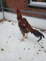 Shamo hint haan en kip samen, Dieren en Toebehoren
