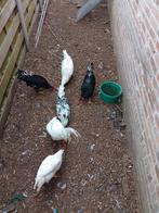 Hanen (leghorn), Dieren en Toebehoren, Pluimvee