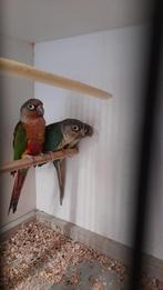 Pyrrhura split dilute, Dieren en Toebehoren, Vogels | Parkieten en Papegaaien, Geringd