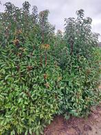 Portugese laurier /Groenblijvende haagplant, Tuin en Terras, Haag, Laurier, Ophalen, 100 tot 250 cm
