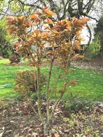 Prunus serrulata Kanzan (7 ans), Jardin & Terrasse, Plantes | Arbres, Plein soleil, Printemps, Enlèvement, 100 à 250 cm