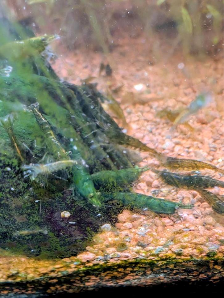 Green jade garnalen, groene neo cardina, Dieren en Toebehoren, Vissen | Aquariumvissen