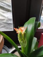 Clivia kamerplant met bloemen, Huis en Inrichting, Ophalen, Overige soorten, Halfschaduw, Minder dan 100 cm