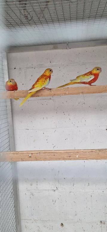 roodbuik cinnamon turquoisine 2025, Plusieurs animaux, Perruche, Bagué