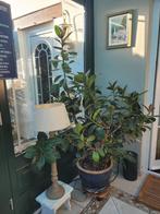 Grande plante verte d'intérieur+ pot terre cuite+ soucoupe, Maison & Meubles, Plantes d'intérieur, Autres espèces, En pot, Enlèvement