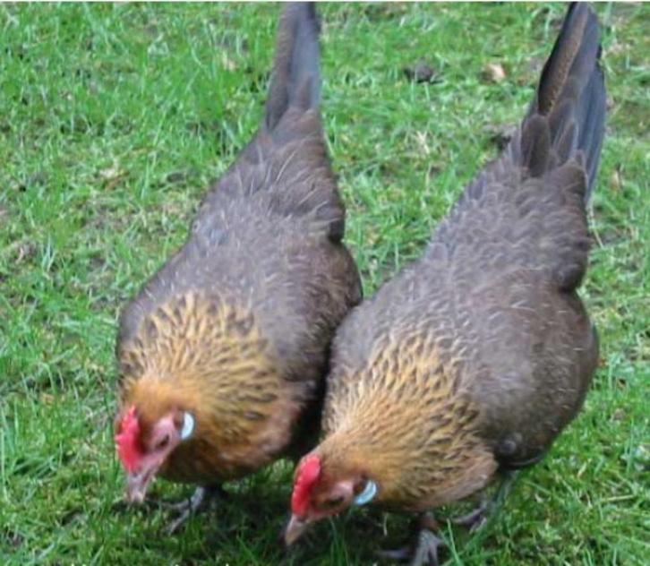 Sierkippen Cochins, Serama, Hollandse kriel, ..., Dieren en Toebehoren, Pluimvee, Kip