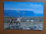 Postkaart Noorwegen, Nordkapp, Rendieren, Ophalen of Verzenden, Ongelopen, Wild dier