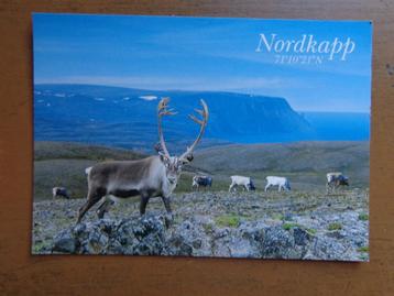 Postkaart Noorwegen, Nordkapp, Rendieren beschikbaar voor biedingen