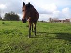 Lieve Dpony weidemaatje, Animaux & Accessoires, Chevaux, Moins de 160 cm, Cheval de récréation, Jument, 11 ans ou plus
