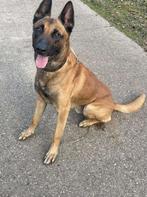 Mechelse herder reu afgerichte nvbk C 3 politiehond & bewaki, Dieren en Toebehoren, België, Fokker | Hobbymatig, Reu, CDV (hondenziekte)
